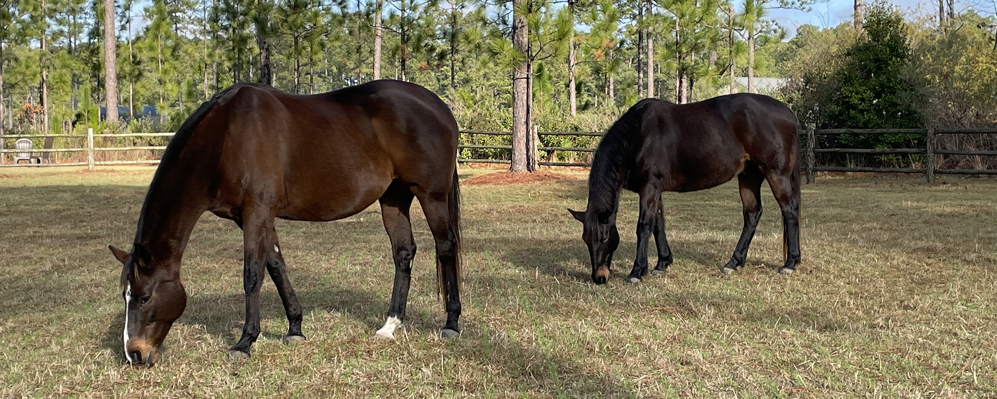 Equine Therapy