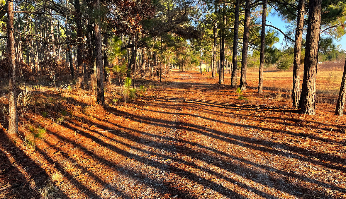 Walking Trails